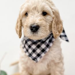 Boy 6 - Goldendoodle puppy in Valley Center, California from AweStrunk Farms