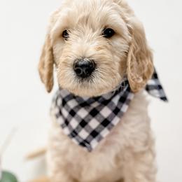 Boy 6 - Goldendoodle puppy in Valley Center, California from AweStrunk Farms