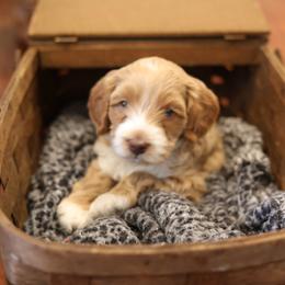 Australian Labradoodle Puppies from Majestic Labradoodles