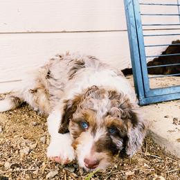Aussiedoodle Puppies from Colorful Colorado Aussiedoodles