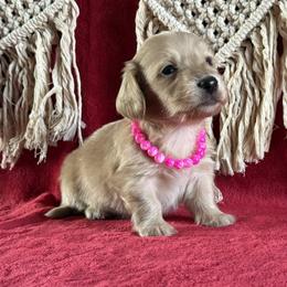 Blair - Cream female Dachshund puppy in Lincoln, Arkansas from Red Dirt Dachshunds
