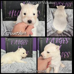 Gunther - White male Siberian Husky puppy in Bloomfield, Indiana from Paiges lil huskies
