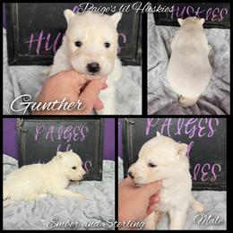 Gunther - White male Siberian Husky puppy in Bloomfield, Indiana from Paiges lil huskies