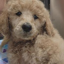 Pink collar (Celeste) - Apricot female Poodle puppy in Stephentown, New York from Creme de la Poodle, standard poodles