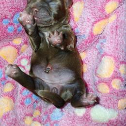 Valentina (Chocolate Truffle) - Chocolate female Shih Tzu puppy in Jacksonville, North Carolina from Charming Southern Shih Tzu