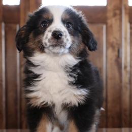 Alice - Black tri female Miniature Australian Shepherd puppy in Hamilton, Montana from North Lake Aussies