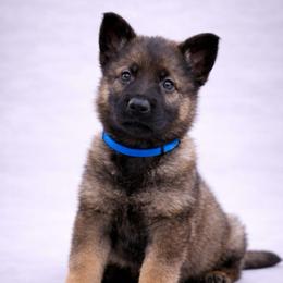 Blue Collar - Sable male German Shepherd puppy in Casscoe, Arkansas from Crown H Shepherds