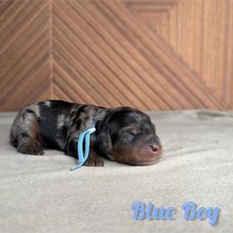 Blue Boy - Merle male Goldendoodle puppy in Modesto, California from Two Doods Doodles