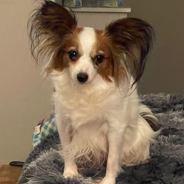 Rosie - Papillon