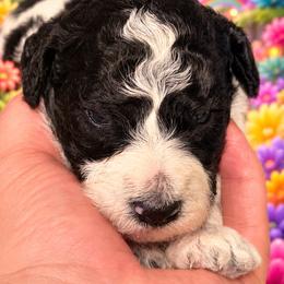 Cooper - Parti male Goldendoodle puppy in Allegan, Michigan from Cocoa Doodles