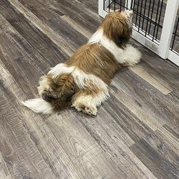 Shih Tzu Puppies from Willow Lane Shih Tzus