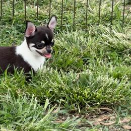 Juanito - Black and white male Chihuahua puppy in Miami, Florida from GioVel Chihuahua and Italian greyhounds