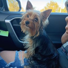 Apollo - Yorkshire Terrier