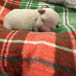 Hot pink - Golden female Golden Retriever puppy in Salt Lake City, Utah from Soaring golden retrievers