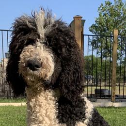 Creede - Poodle