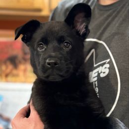 Girl 1 - Black female German Shepherd puppy in La Porte, Indiana from Haus Kriegerhund