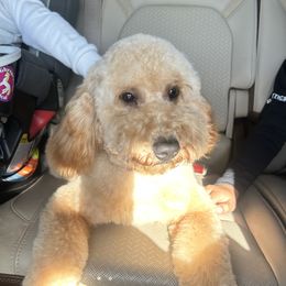 Coco - Goldendoodle