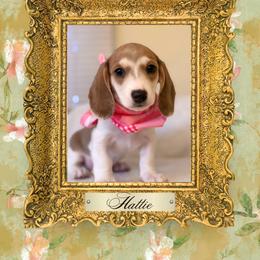 Dachshund Puppies from Vibrant Eyes Doxies