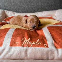 Maple - Red female Cavapoo puppy in Mayo, Florida from Kingston’s Cavaliers