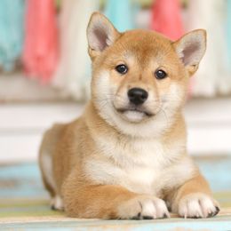 Shiba Inu Puppies from Sunny Terrace Shibas