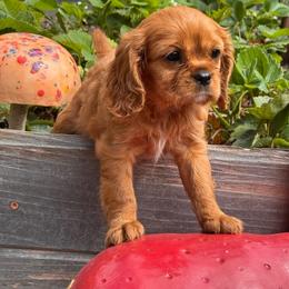 George - Ruby male Cavalier King Charles Spaniel puppy in California from Tinkerpups