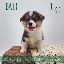 Bali - Black and tan female Pembroke Welsh Corgi puppy in Pine Village, Indiana from NL Horsemanship