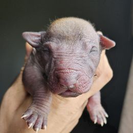 Boy 4 - Fawn male Xoloitzcuintli puppy in Ethridge, Tennessee from Royalty Reigns Xolos