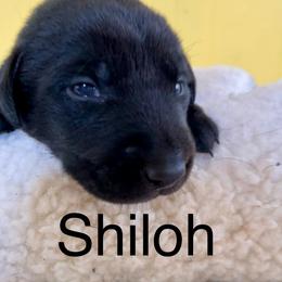 Shiloh - Black male Labrador Retriever puppy in Mineral, Virginia from Canine Assist