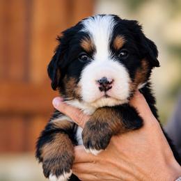 Albus - Black rust and white male Bernese Mountain Dog puppy in Paradise Valley, Nevada from Bayles Berners