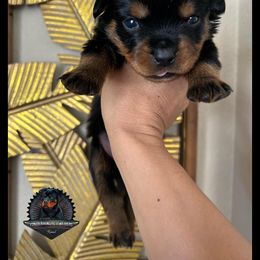 Rottweiler Puppies from Von Der Hing Rottweilers