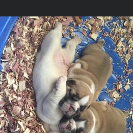 Bulldog Puppies from Pitts Kennel