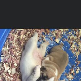 Bulldog Puppies from Pitts Kennel