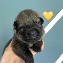Girl 4 - German Shepherd puppy in Buffalo, New York from Vom Eisenraben German Shepherds