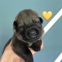 Girl 4 - German Shepherd puppy in Buffalo, New York from Vom Eisenraben German Shepherds
