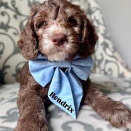 Australian Labradoodle Puppies from Kismet Labradoodles
