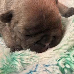 Holly - Blue fawn female French Bulldog puppy in Kalispell, Montana from Grace & Grit Frenchies