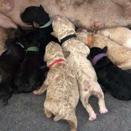 Poodle Puppies from Sarah's Poodles
