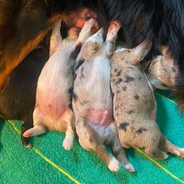 Australian Shepherd Puppies from Sweets' Cattle Co and Australian Shepherds