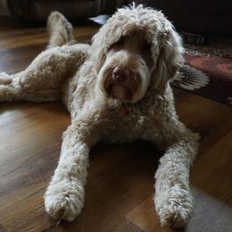 Sydney - Australian Labradoodle