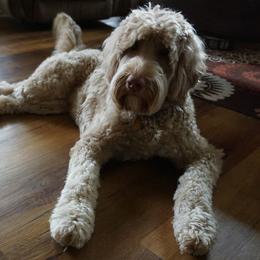 Sydney - Australian Labradoodle