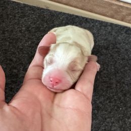 Cherub - Blenheim male Cavapoo puppy in Mount Vernon, Texas from S and J Cavapoos