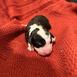 Female 6 - Tri-color female Bernedoodle puppy in Laurens, Virginia from Pine Brook Pups