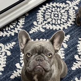 Winnie - French Bulldog
