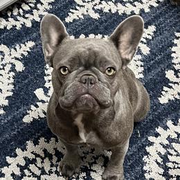 Winnie - French Bulldog
