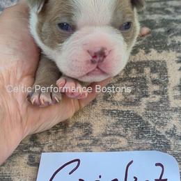 Cricket - Lilac male Boston Terrier puppy in Griffin, Georgia from Celtic Performance Bostons