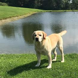 Labrador Retrievers from Ironspike kennels