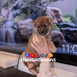 TOKU - Red male Shiba Inu puppy in Minnesota from BonsaiShibas