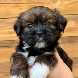 Lhasa Apso Puppies from Florida Lhasa Apso