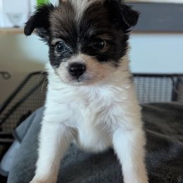Boy 1 - White and black male Papillon puppy in Joshua, Texas from Summertime Kennels