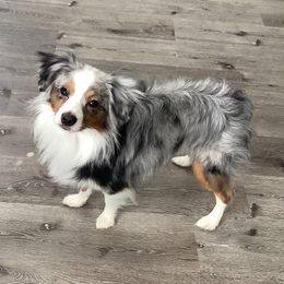 Crash - Miniature Australian Shepherd